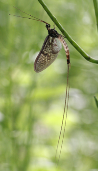 Ephemera danica - copyright Allen Beechey